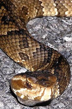 snake