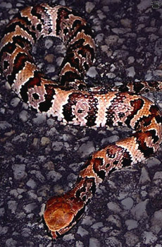 snake