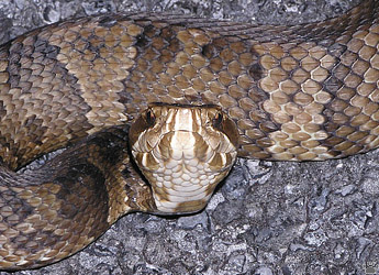 snake