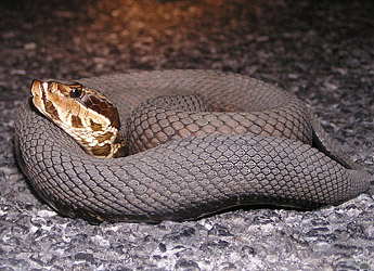 snake