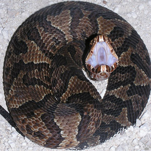 snake