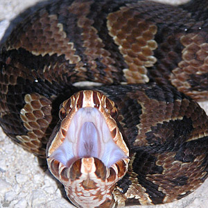 snake