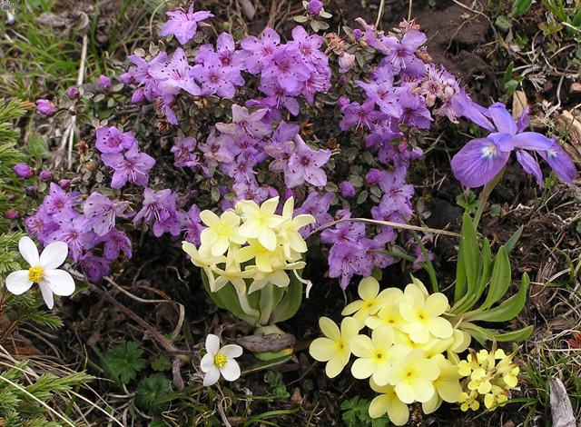 flowers