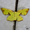 moth