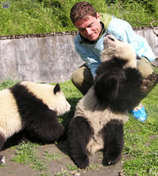 pandas