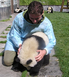 pandas