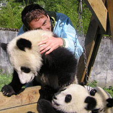 pandas