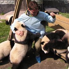 pandas