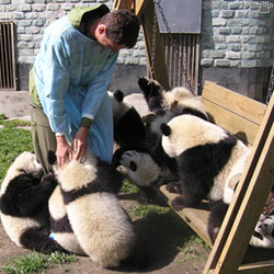 pandas