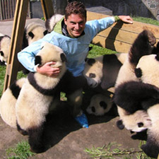pandas
