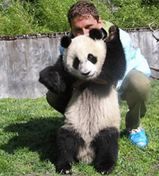 pandas