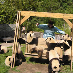 pandas
