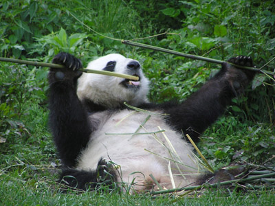 panda