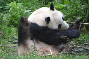 panda