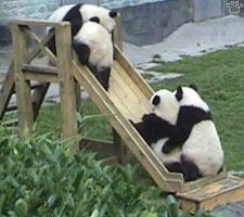 pandas