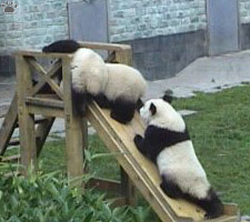 pandas