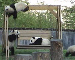 pandas