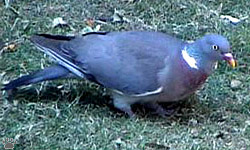 pigeon