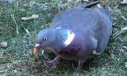 pigeon