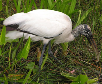 bird