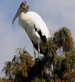 bird