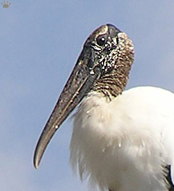bird