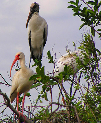 birds