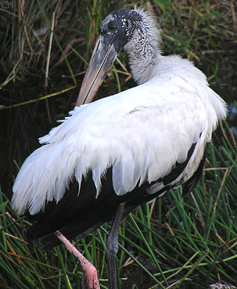 bird