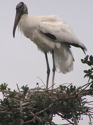 bird