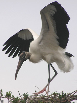 bird