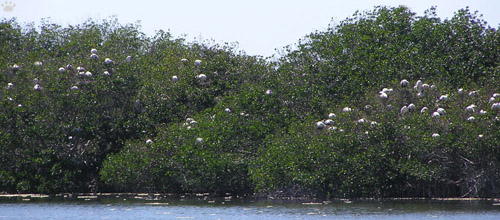 birds