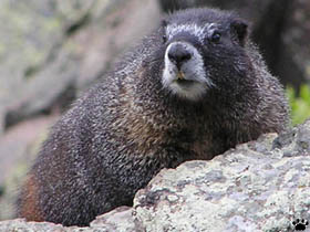 marmot