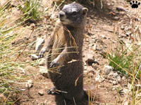 marmot