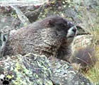 marmot