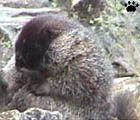 marmot