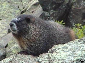 marmot