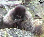 marmot