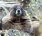 marmot