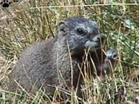 marmot