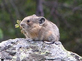 pika