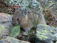 pika