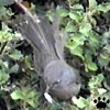 wrentit