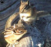 chipmunks