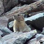 pika