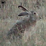 hare