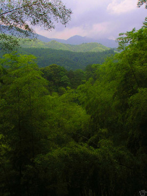 view