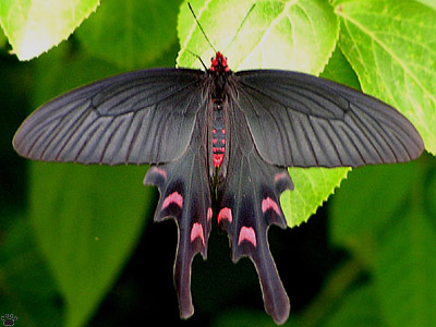 butterfly