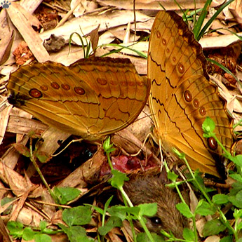 butterfly