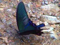 butterfly