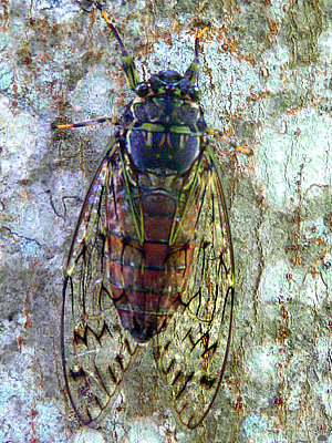cicada